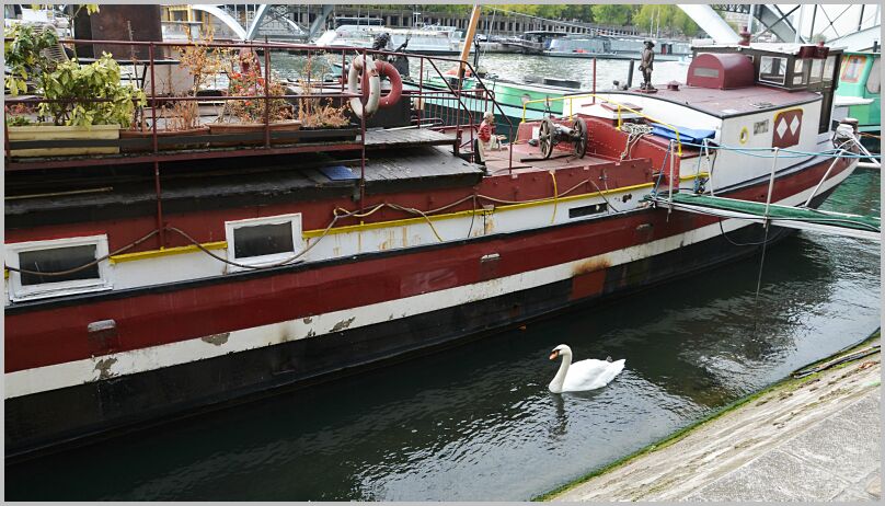 Seine swan